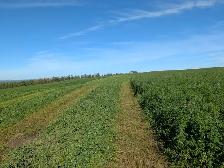 Second Cut Hay - Photo 4