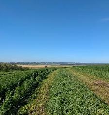 Second Cut Hay - Photo 8