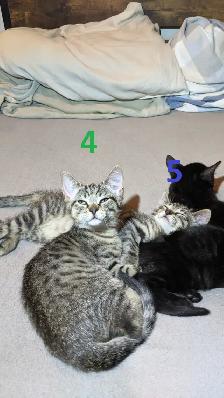 Adorables chatons prêts a rejoindre leur nouvelle famille - Photo 2