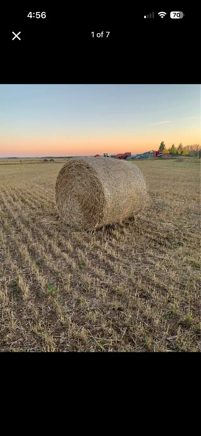 Greenfeed bales
