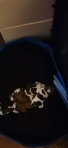 SAINTBLOODOODLES ARE FINALLY HERE - Photo 2