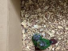conure babies