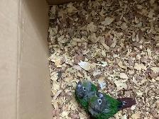 conure babies - Photo 2