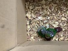 conure babies - Photo 3