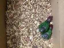 conure babies - Photo 4