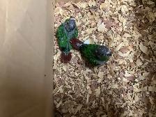 conure babies - Photo 5