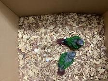 conure babies - Photo 6