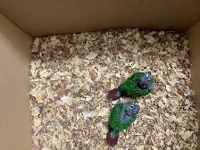 conure babies - Photo 7