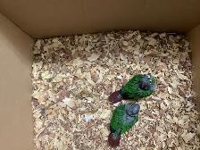 conure babies - Photo 8