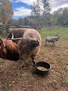 Highland Bull