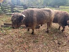 Highland Bull - Photo 2