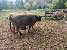 Highland Bull - Photo 3