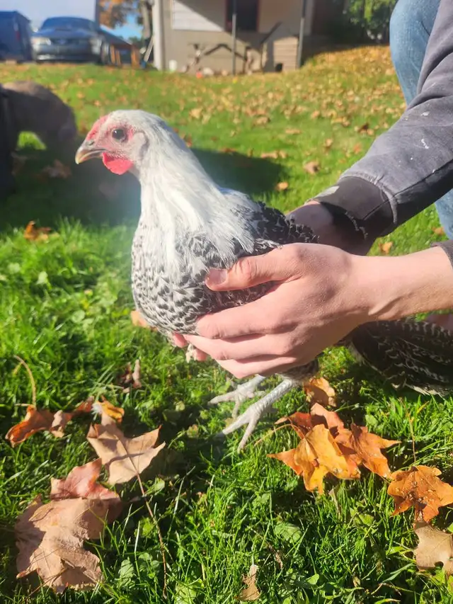 Silver death layer pullet!
