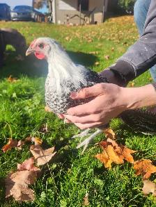 Silver death layer pullet!