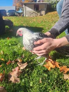 Silver death layer pullet! - Photo 2