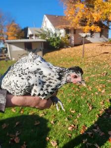 Silver death layer pullet! - Photo 3