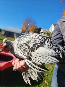 Silver death layer pullet! - Photo 4