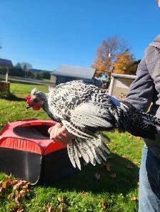 Silver death layer pullet! - Photo 5