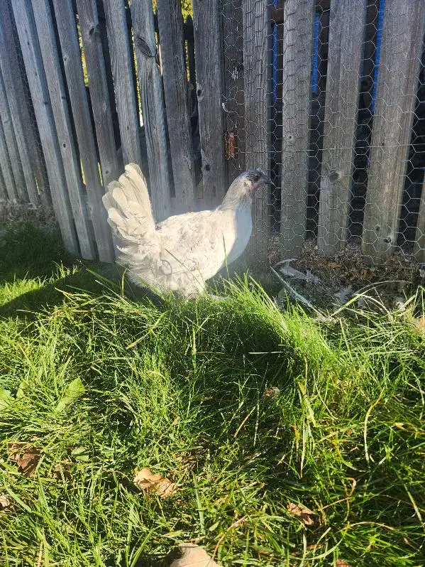 Lavender Orpington Pullets!