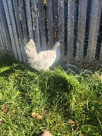 Lavender Orpington Pullets!