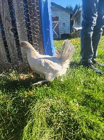 Lavender Orpington Pullets! - Photo 2