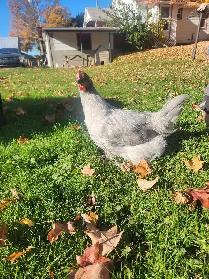 Lavender Orpington Pullets! - Photo 3