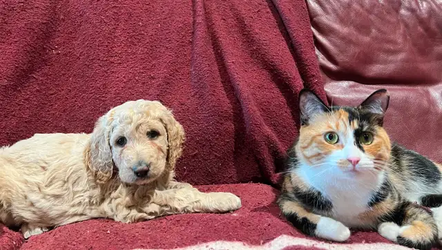 Apricot Standard poodle puppies 1 left