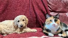 Apricot Standard poodle puppies 1 left