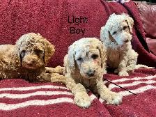 Apricot Standard poodle puppies 1 left - Photo 2