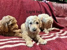 Apricot Standard poodle puppies 1 left - Photo 3