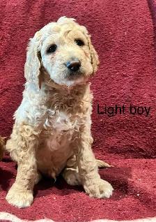 Apricot Standard poodle puppies 1 left - Photo 4