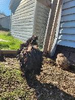 Silkie Roosters!