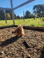 Silkie Roosters! - Photo 2
