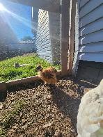Silkie Roosters! - Photo 3