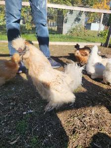 Silkie Roosters! - Photo 4