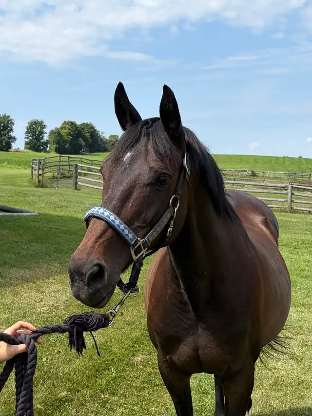 Companion Horses available for Free Lease