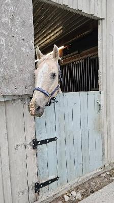 Companion Horses available for Free Lease - Photo 2