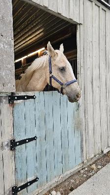 Companion Horses available for Free Lease - Photo 3