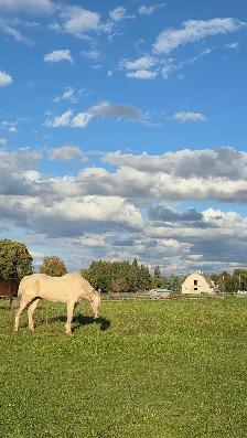 Companion Horses available for Free Lease - Photo 4