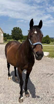 Companion Horses available for Free Lease - Photo 5