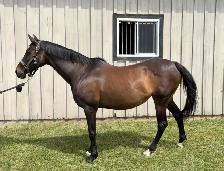 Companion Horses available for Free Lease - Photo 6