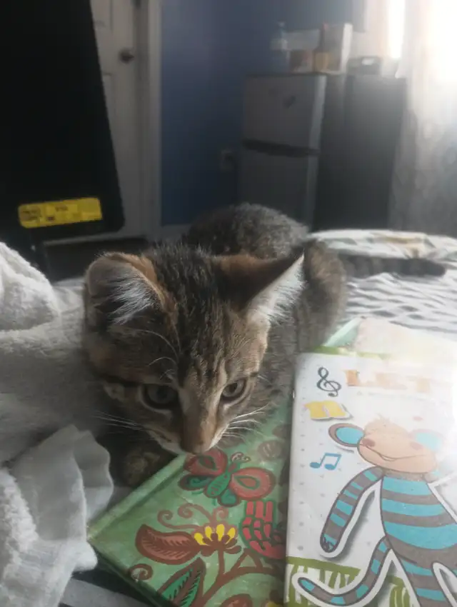 Kitten for sale