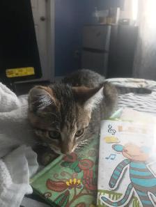 Kitten for sale