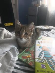 Kitten for sale - Photo 2