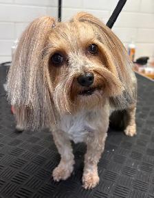 Dog and Cat Grooming - Photo 2