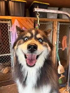 Dog and Cat Grooming - Photo 3