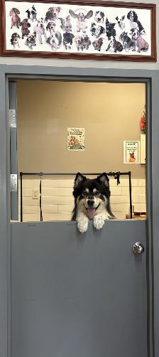 Dog and Cat Grooming - Photo 4