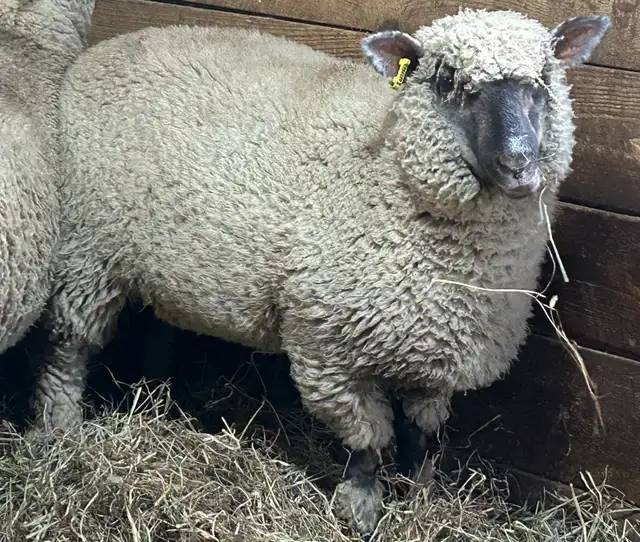 Sheep.   Ewe Lambs for sale.