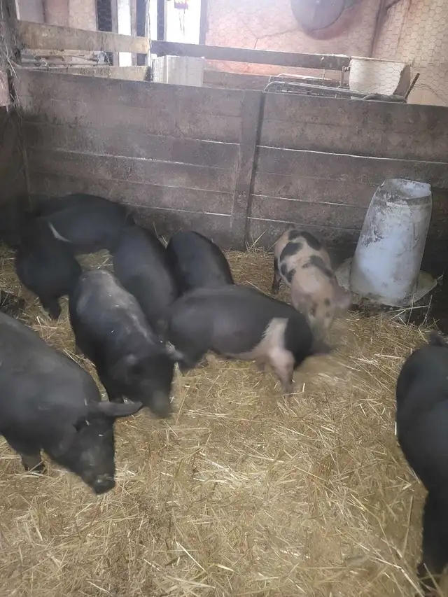piglets for sale