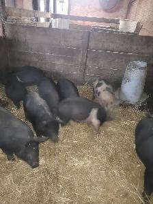 piglets for sale